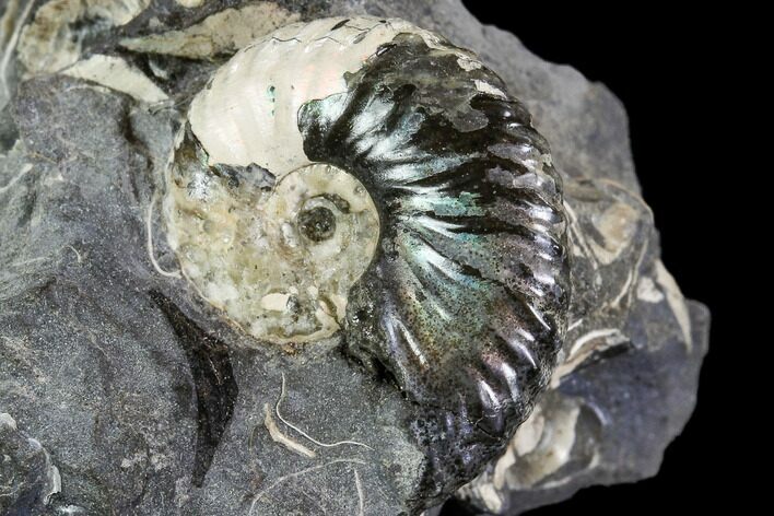 Hoploscaphites Ammonite - South Dakota #110585